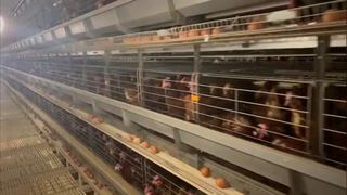 कुक्कुट पिंजरा