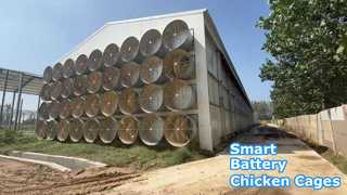 पर्यावरण नियंत्रित बैटरी लेयर चिकन शेड