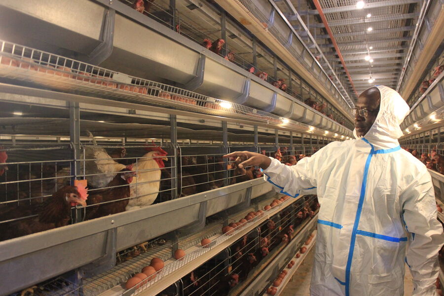 चीन Henan Silver Star Poultry Equipment Co.,LTD कंपनी प्रोफाइल