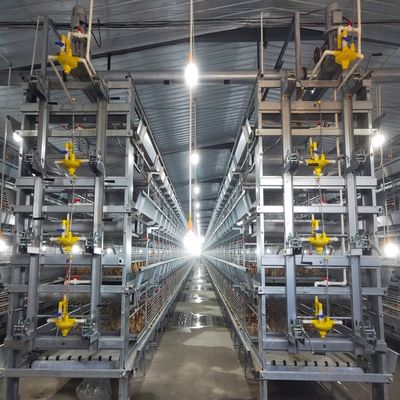 Full Automatic H Type Broiler Cage System with Hot Galvanized Steel for 20 Years Service