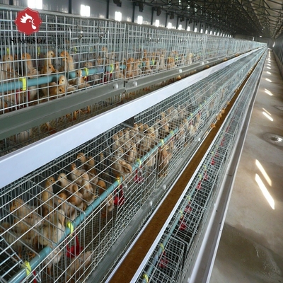 Automatic Broiler Chicken Cage Farm Equipment Poultry 3 Tiers