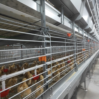 20000 Birds Battery Chicken Layer Cage H Type For Pakistan Farm 2mm