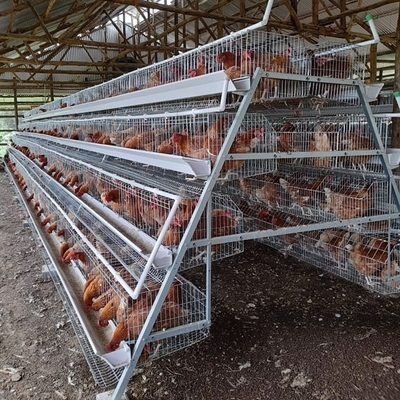 Layer Chicken Cage Poultry Farming Equipment 96 Birds 120 Birds