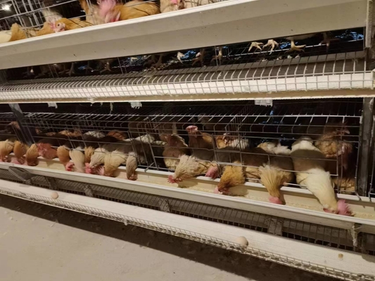 H Frame Layer Poultry Battery Cage With Belt Or Scraper Manure Removal System