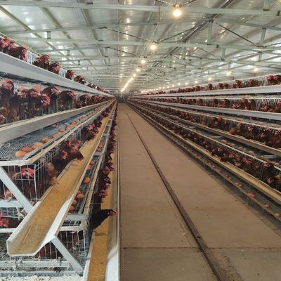 Automatic A-Type Layer Battery Cage System with Hot-Dip Galvanized Steel for 3 Tiers Poultry Farming