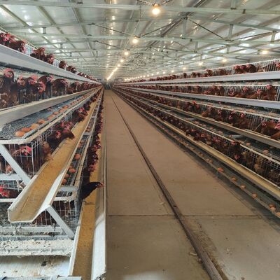 3-Tier / 4-Tier A-Type Layer Chicken Cage with Automatic Feeding & Egg Collection Systems in Hot-Dip Galvanized Steel