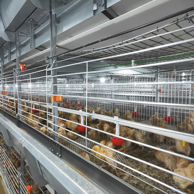 Hot Dip Galvanized Poultry Cages For Chicken Farms Baby Chickens