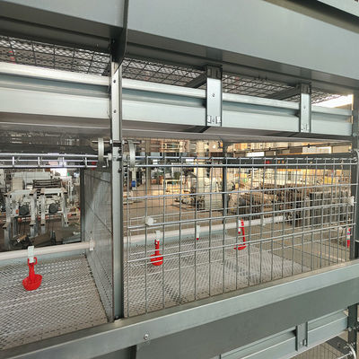 Automated H-Type Meat Broiler Cage System with Hot-Dip Galvanized Steel for High-Density Poultry Farming