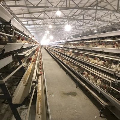 अंतरिक्ष उपयोग के लिए 3 या 4 स्तरों के साथ टिकाऊ परत चिकन पिंजरे और पोल्ट्री फार्मों के लिए उपयुक्त लंबे समय तक जंग प्रतिरोध