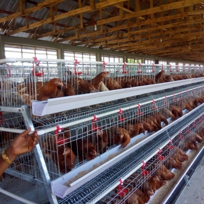 Sturdy Q235A 4 Tier A Type Egg Layer Chicken Cage For Poultry Farm