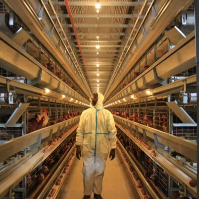 पोल्ट्री फार्मिंग के लिए 3 या 4 स्तरों के साथ गर्म डुबोया गया गैल्वेनाइज्ड स्टील पूरी तरह से स्वचालित ब्रोइलर पिंजरे प्रणाली