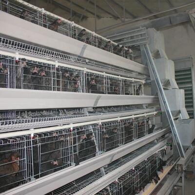 A-Type Broiler Battery Cage System for Poultry Farm Hot-Dip Galvanized A-Type Broiler Cage Manufacturer