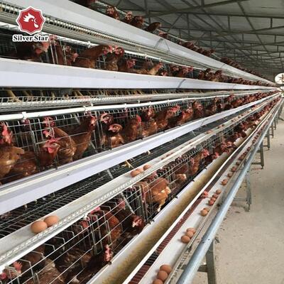 पोल्ट्री फार्मों के लिए गैल्वेनाइज्ड स्टील और स्वचालित फ़ीडिंग सिस्टम के साथ लागत प्रभावी 3-स्तरीय ए-टाइप परत पिंजरे