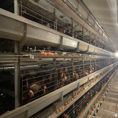 बैटरी चिकन पिंजरे पूरी तरह से स्वचालित पर्यावरण नियंत्रित प्रणाली पोल्ट्री पालन के लिए उपयुक्त