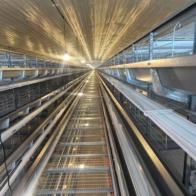 4 टायर्स लेयर चिकन केज फीडर के साथ उपयुक्त गहन परत मुर्गी आवास और सुव्यवस्थित फ़ीडिंग संचालन के लिए