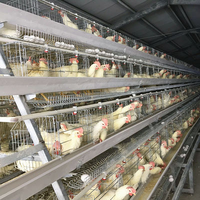 90-160Birds A Type Chicken Cage , Q235 Steel Layer Farming Equipment