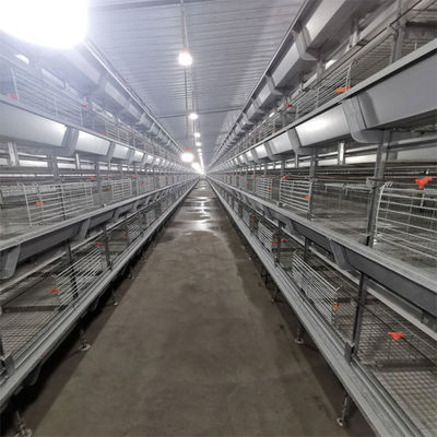 Automated H-Type Meat Broiler Cage System with Hot-Dip Galvanized Steel for High-Density Poultry Farming