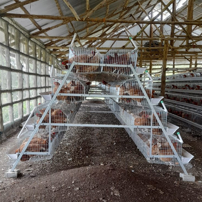 Hygienic A Type Hens Farm Layer Chicken Cage Automatic Manure Removing